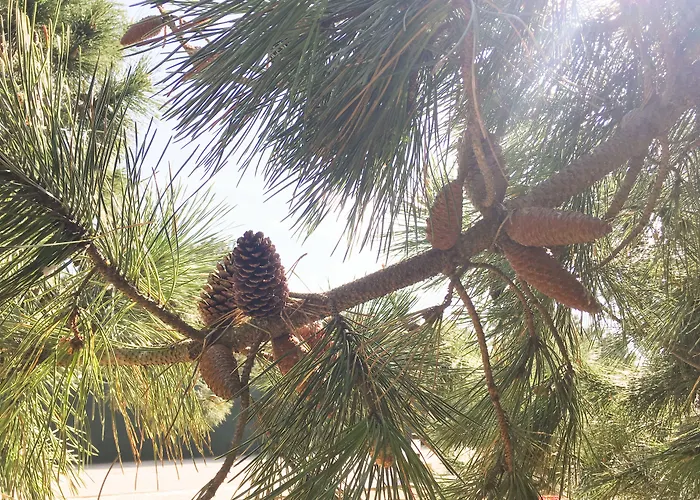 Wot Pinhalmar Soul Hotel 3*