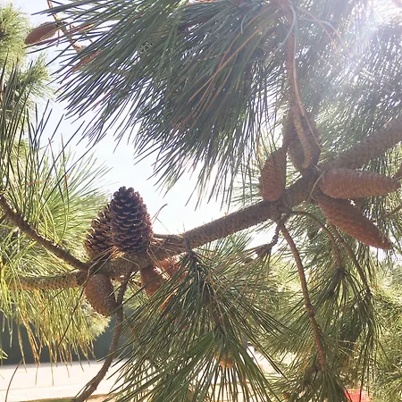 Wot Pinhalmar Soul Ξενοδοχείο 3*